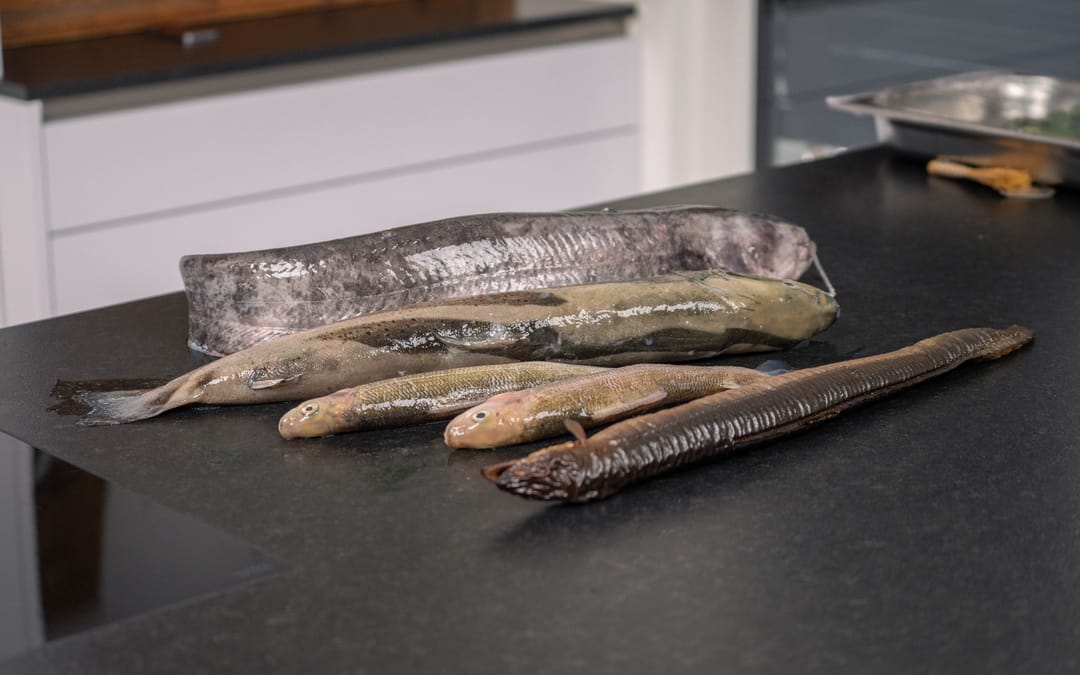 Fünf feine Fischgerichte
