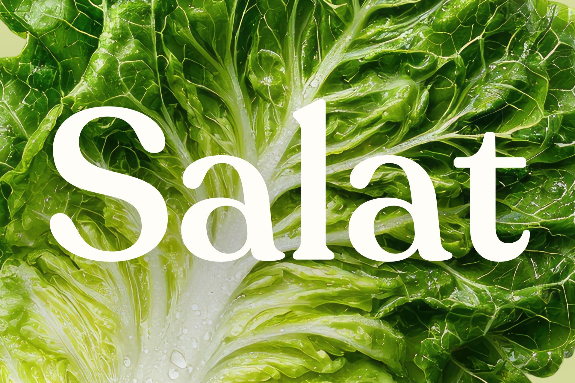 Frische Salate auf Profi-Niveau