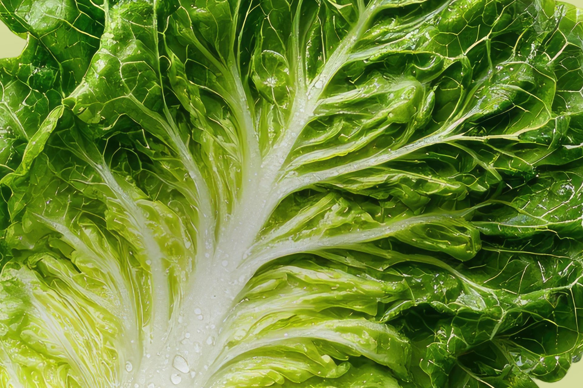 Frische Salate auf Profi-Niveau